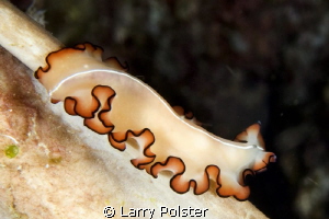 One of many different colors of flat worms in Raja Ampat by Larry Polster 